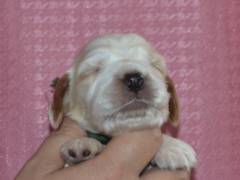 7. pejsek - tm. zelená.JPG